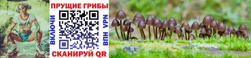 Псилоцибиновые грибы Psilocybe  Заречный 